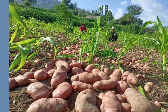 अब आलु खेतीको पनि बीमा, प्राधिकरणले अनुसूचीमा थपेर इन्स्योरेन्सलाई दियो निर्देशन