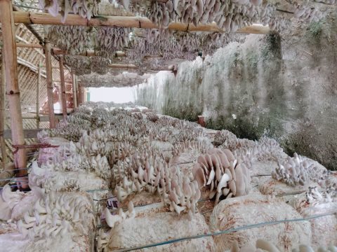 विदेशको कमाइले नेपालमा उद्यम-व्यापार, तर ऋण दिन भने बैंकले पत्याउँदैन