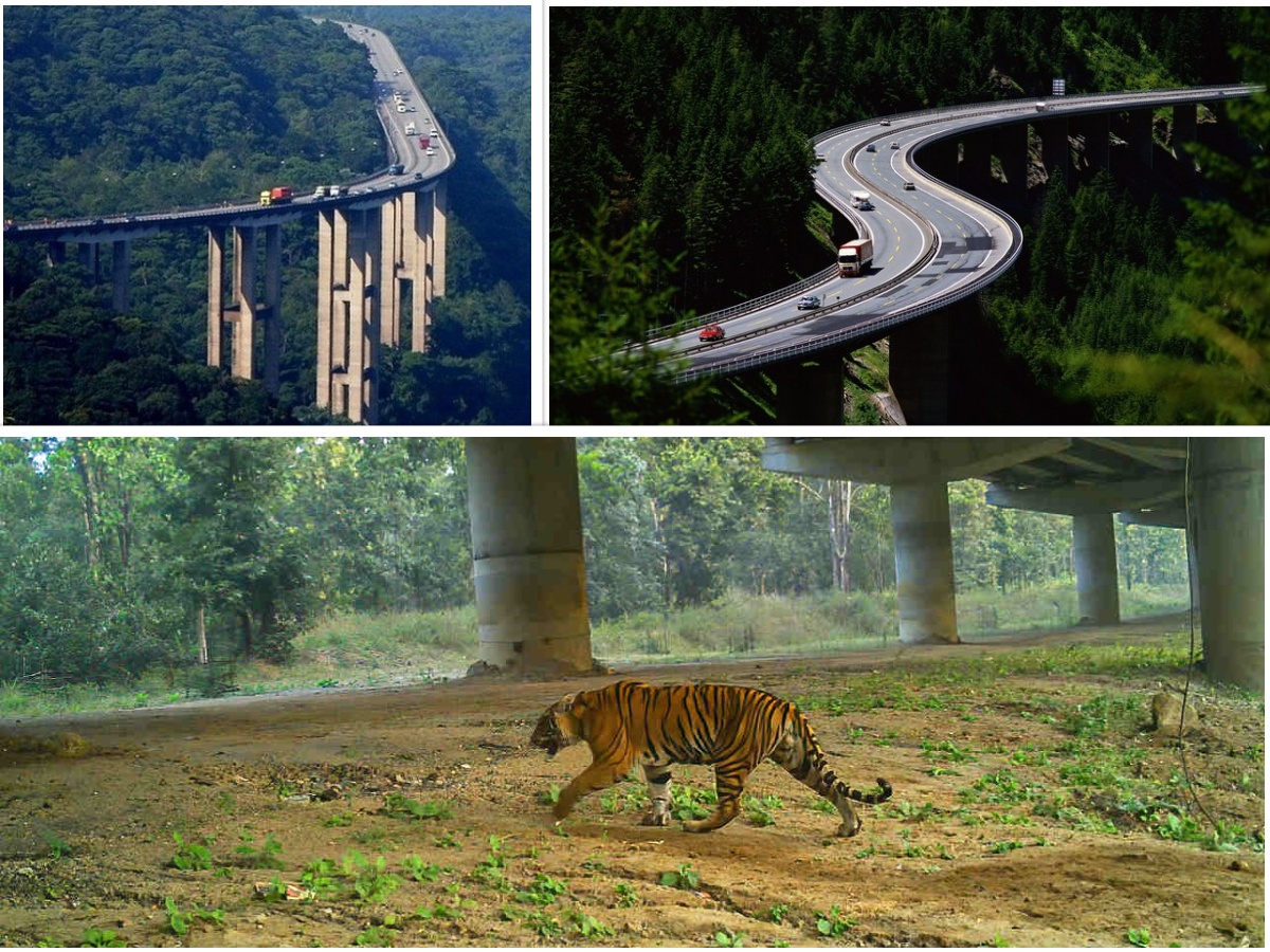 पथलैया-हेटौंडा-नारायणघाट सडकमा अर्को वर्ष दुई फ्लाइओभर बन्दै, वन्यजन्तुमैत्री हुने
