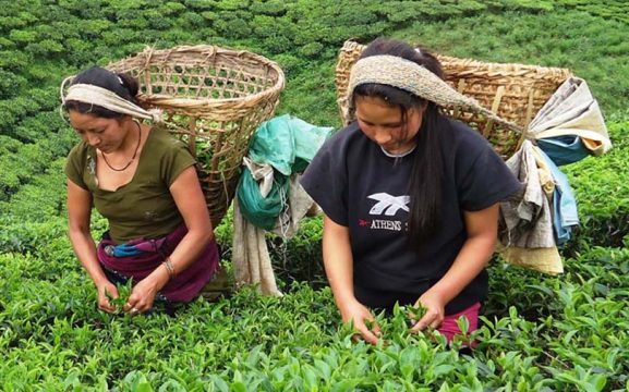 हिउँदमा पानी नपर्दा चिया उत्पादनमा ५० प्रतिशतसम्म ह्रास, गुणस्तर खस्किदा मूल्यमा पनि घट्ने