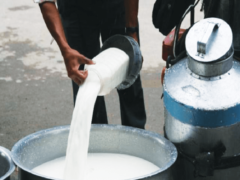 गलकोटका किसानले पाल्छन् स्थानीय जातका मात्र भैँसी, दूध ‘ब्रान्डिङ’ गर्ने तयारी गलकोटका किसानले पाल्छन् स्थानीय जातका मात्र भैँसी, दूध ‘ब्रान्डिङ’ गर्ने तयारी