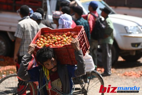 गोलभेंडा चार दिनमा ७२ प्रतिशत महँगियो, वर्षासँगै घट्दै उत्पादन र बजारमा आपूर्ति