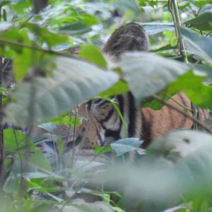 पर्यटकका लागि प्रिमियम ‘बाघ’ ! टाइगर टप्सले थाप्ने बल्छीमा पाडो