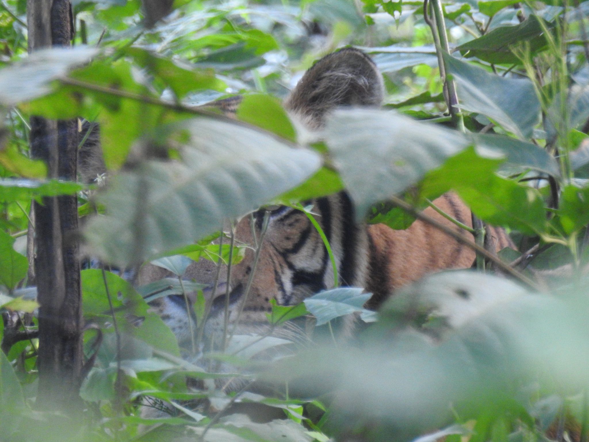 २५ मिलियन डलर लिएर बाघ सिकार गर्न दिने वनमन्त्रीको भनाइमाथि बहस, वेदबहादुर खड्काको लेख
