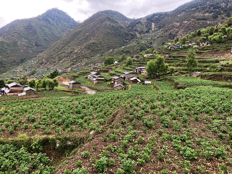 भारतीय आलु देख्दा राम्रो र किन्दा सस्तो, स्थानीय उत्पादनले मूल्य नपाउँदा किसान मर्कामा भारतीय आलु देख्दा राम्रो र किन्दा सस्तो, स्थानीय उत्पादनले मूल्य नपाउँदा किसान मर्कामा