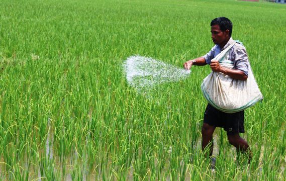 कृषि सामाग्री कम्पनीले आठ महिनामा झापामा बेच्यो १५ हजार मेट्रिक टन रासायनिक मल
