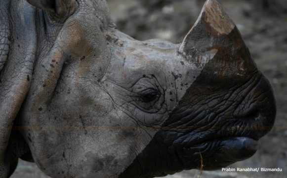 गैँडा गणना गर्न पनि दाताकै भर, यो वर्ष सहायता नपाउँदा गन्तीको काम नहुने