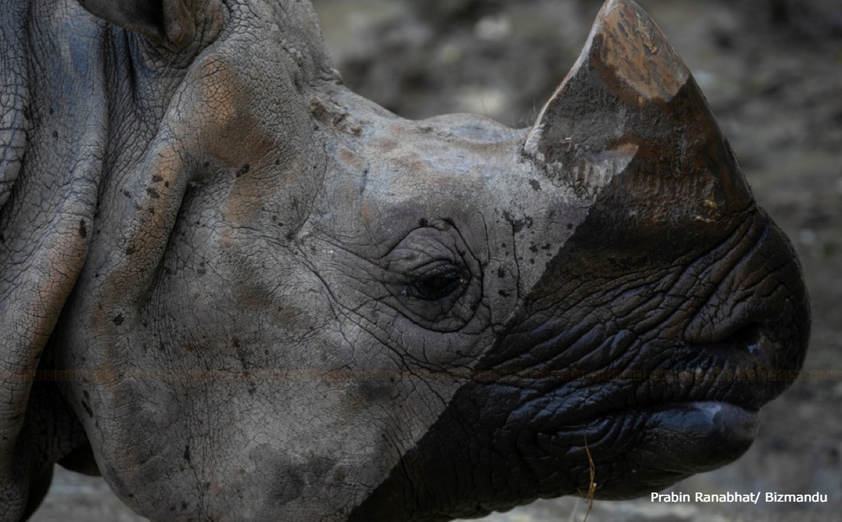गैँडा गणना गर्न पनि दाताकै भर, यो वर्ष सहायता नपाउँदा गन्तीको काम नहुने गैँडा गणना गर्न पनि दाताकै भर, यो वर्ष सहायता नपाउँदा गन्तीको काम नहुने