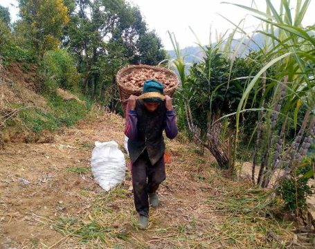 निर्यातमा सहयोग पुग्ने निर्णय भए पनि भारतमा नेपाली अदुवाको मागमा गिरावट, उत्पादन घट्दो
