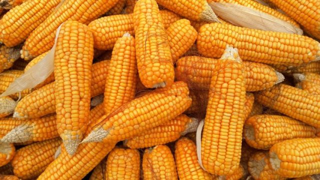 मकैखेतीका लागि पाँच जात सिफारिस तयारी, तराई र मध्यपहाडका लागि उपयुक्त