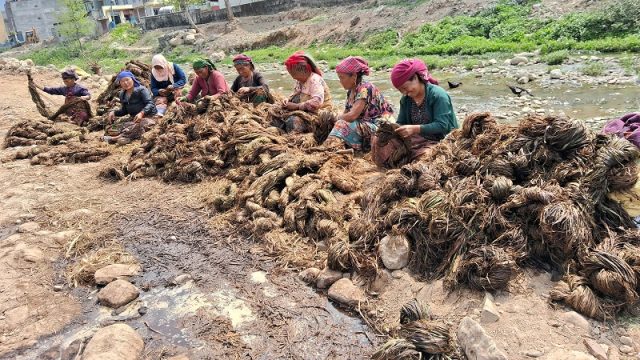 अल्लो उद्योगमा ३५ जना बढी महिलालाई रोजगारी, काठमाडौंदेखि भारतसम्म निर्यात