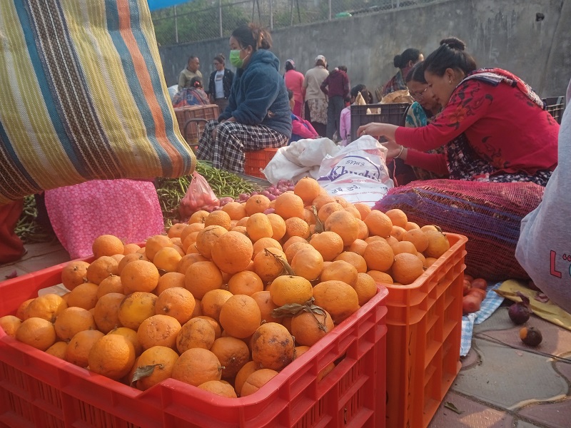 हिउँदमा बिक्री नभएका सुन्तला शीतभण्डारमा राखेपछि दुई महिनामै तीन गुणा बढी मूल्य