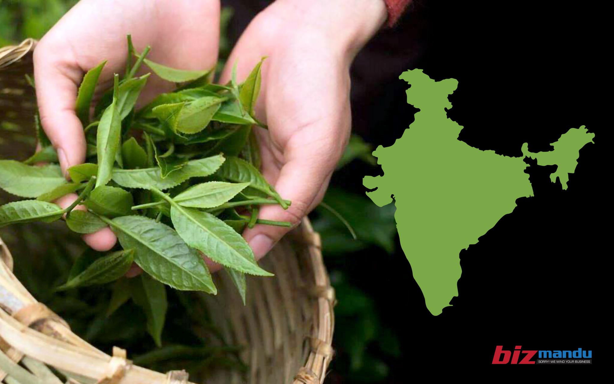 भारतीय कडा परीक्षणले संकटमा नेपाली ‘चियानोमिक्स’, इलामका उद्योग बन्द हुने अवस्थामा