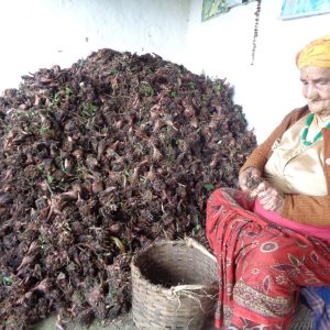 वृद्धभत्ताको उमेर पुनरावलोकनः धान्नै नसक्ने भएपछि अर्थमन्त्री बढाउँदै छन् उमेर