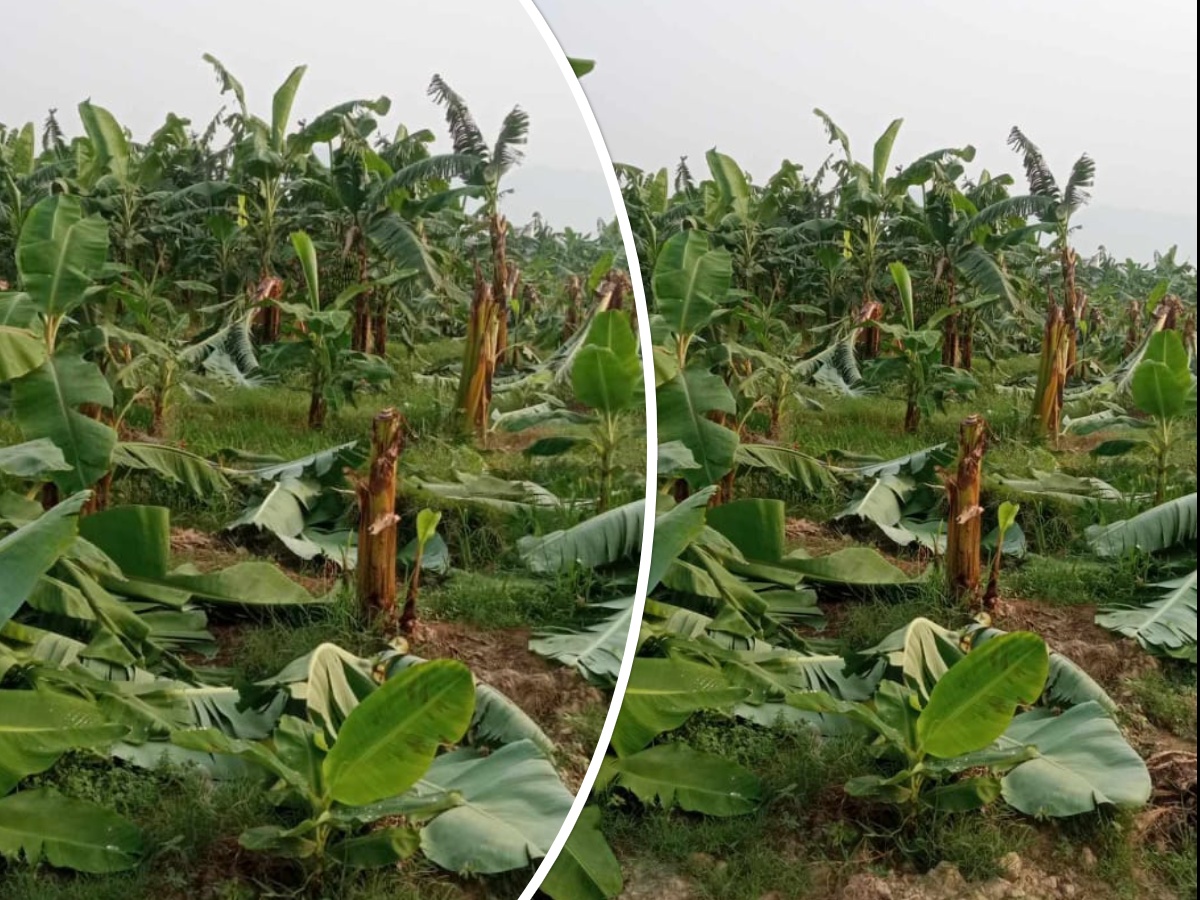 चितवनमा ५ कट्ठामा लगाएको केरा एकै रातमा नष्ट, उपद्रोका आरोपित पक्राउ