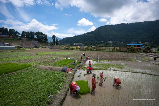 खेतीका लागि आकाशे पानीमा भर पर्नुपर्ने बाध्यता, मधेशमा बल्ल १३.६ प्रतिशत रोपाइँ