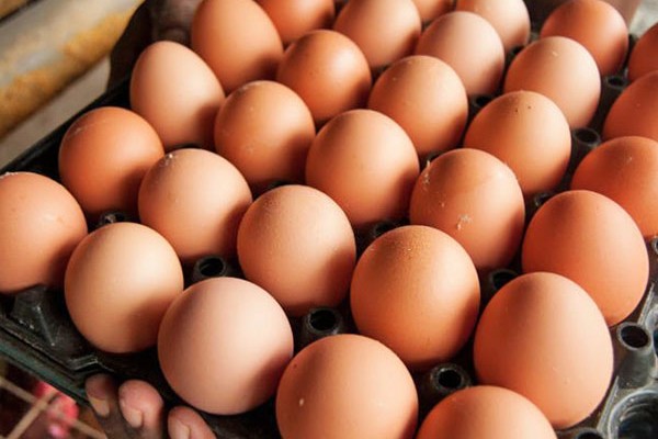 अण्डाको भाउ उत्पादकले १० दिनमा दोस्रोपटक बढाए, क्रेटमा १५ रुपैयाँ बढेपछि पुग्यो ४९५ अण्डाको भाउ उत्पादकले १० दिनमा दोस्रोपटक बढाए, क्रेटमा १५ रुपैयाँ बढेपछि पुग्यो ४९५