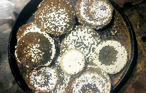 रेष्टुराँमा परिकार बनिरहेको अरिंगाल किन जोगाउनुपर्छ ?