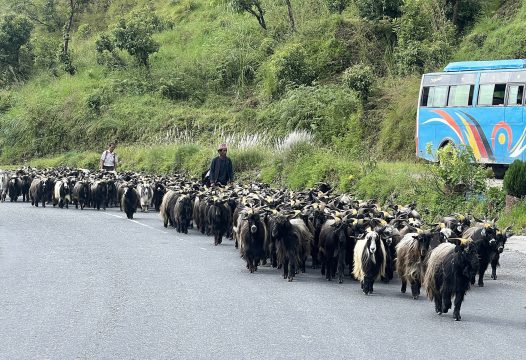 कोरला नाकाबाट भित्रिन थाले भेडा च्याङ्ग्रा, तिब्बतबाट चार सयभन्दा बढी नेपाल भित्रिए