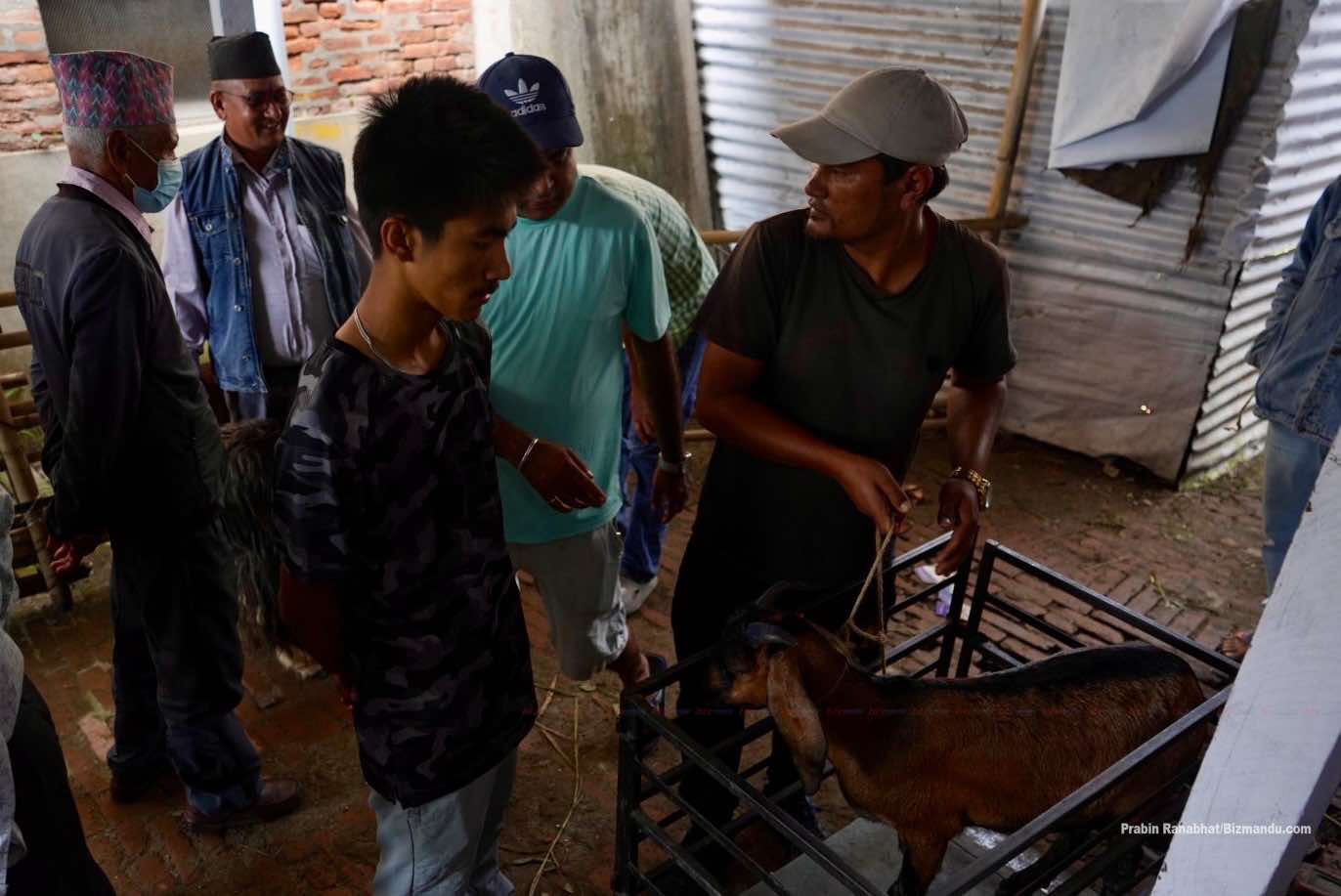 सस्तोमा खसीबोका र च्याङ्ग्रा किन्न थापाथलीस्थित खाद्य व्यवस्था तथा व्यापार कम्पनीमा भिड