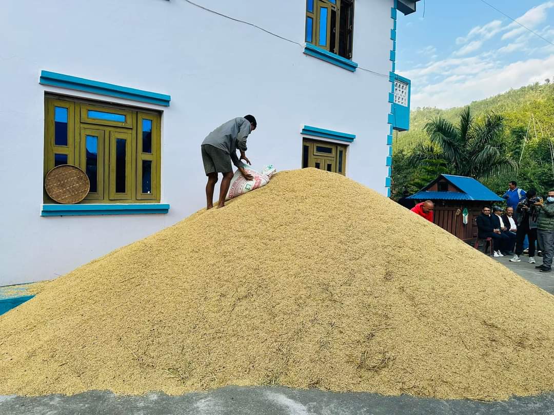 चैते धानको समर्थन मूल्य नपाउँदा किसान चिन्तित, सरकारी दरमा भएन किनबेच चैते धानको समर्थन मूल्य नपाउँदा किसान चिन्तित, सरकारी दरमा भएन किनबेच
