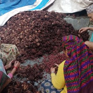 नेपाली अलैंचीको विदेशमा उच्च माग, निर्यात ६७ प्रतिशतले वृद्धि, ११ महिनामा १२ अर्बको बिक्री