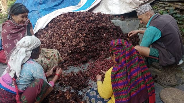 अफसिजनमै घट्यो अलैंचीको मूल्य, प्रति मन ९५ हजारमा आइपुग्यो, यस्तो छ सस्तिनुको कारण