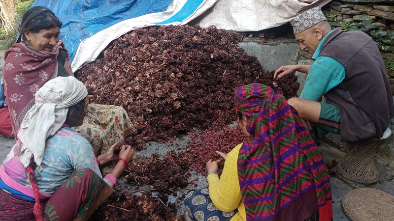 अफसिजनमै घट्यो अलैंचीको मूल्य, प्रति मन ९५ हजारमा आइपुग्यो, यस्तो छ सस्तिनुको कारण अफसिजनमै घट्यो अलैंचीको मूल्य, प्रति मन ९५ हजारमा आइपुग्यो, यस्तो छ सस्तिनुको कारण