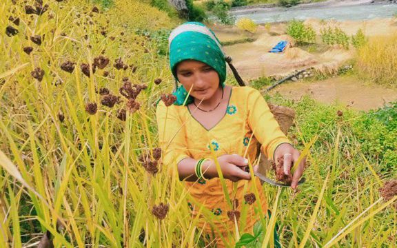कोदो र फापर : गाउँमा हेपानमा परेका अन्नमाथि सहर आकर्षित, खपतसँगै आयात वृद्धि