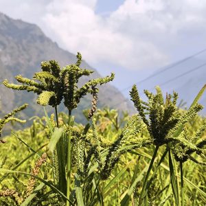 किसानको आकर्षण घट्दा जुम्लामा कोदो खेती घट्दो क्रममा, पिठोको माग भने उच्च