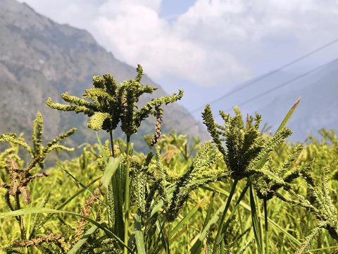 किसानको आकर्षण घट्दा जुम्लामा कोदो खेती घट्दो क्रममा, पिठोको माग भने उच्च