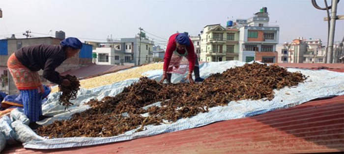 बिस्कुट उद्योगमा गुन्द्रुकको बिस्कुन, ‘जहाँ पुगे पनि नेपाली जिब्रो खोज्छ आफ्नै स्वाद’