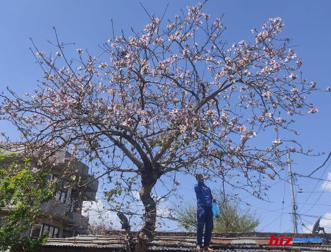 आपूर्ति बढ्न थालेपछि कोइरालो सस्तिँदै, थोकमा भाउ प्रति केजी १६६ रुपैयाँमा आयो