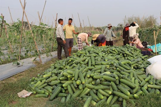 विदेशबाट फर्केका तीन युवाको कृषि फार्म, २० लाई रोजगारी, वार्षिक कारोबार एक करोडको