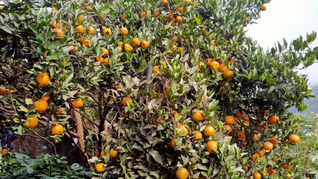 बजारमा भारतीय सुन्तलाको एकछत्र राज, थोक मूल्य नै प्रति  किलो १५० रुपैयाँ