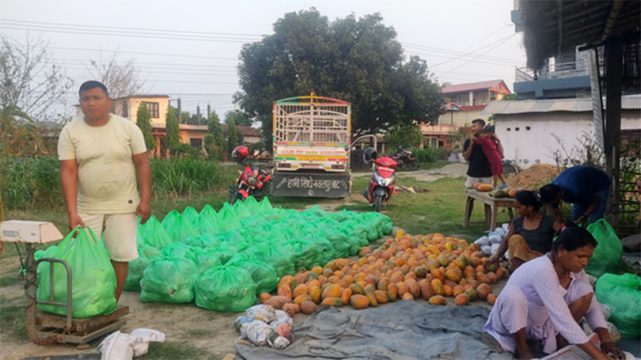 तीन बिघामा वडासदस्यको रहरलाग्दो मेवाखेती, ६० टन बिक्री हुँदा १८ लाख आम्दानी