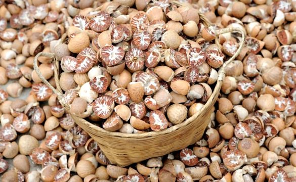 सुपारी न्यून बिजकीकरणमा आयात गरेर भ्याट र आयकर छली, कोटा प्रणालीबाट तस्करले पाए मैदान