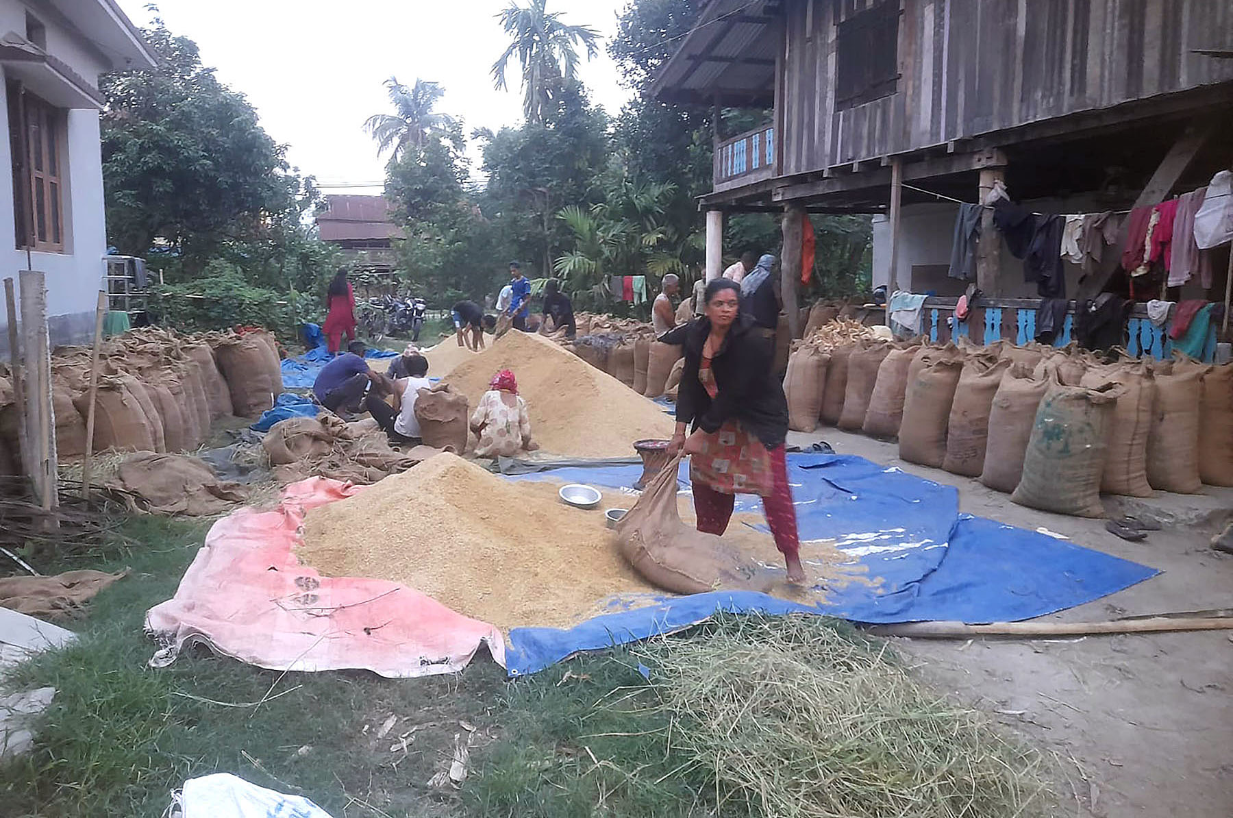 चैते धान बिक्रीमा सकस : सरकार समर्थन मूल्य तोक्छ आफू किन्दैन, व्यापारी दिँदैनन् भाउ चैते धान बिक्रीमा सकस : सरकार समर्थन मूल्य तोक्छ आफू किन्दैन, व्यापारी दिँदैनन् भाउ