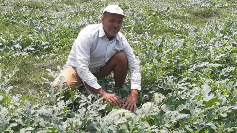 पोखराका दुई किसानले बेचे १५ लाखभन्दा बढीका तरबुजा, पालिकाभर २०० रोपनीमा खेती पोखराका दुई किसानले बेचे १५ लाखभन्दा बढीका तरबुजा, पालिकाभर २०० रोपनीमा खेती