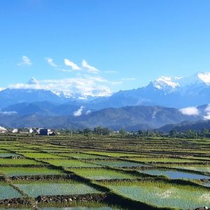 देशभर ९६ प्रतिशत खेतमा धान रोपेर सकियो, सुदूरपश्चिममा भयो शतप्रतिशत रोपाइँ