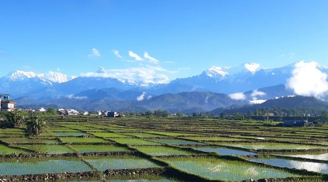 देशभर ९६ प्रतिशत खेतमा धान रोपेर सकियो, सुदूरपश्चिममा भयो शतप्रतिशत रोपाइँ