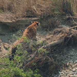 दक्षिण एसियामा वन्यजन्तु अपराध नियन्त्रणका लागि सहकार्य बलियो बनाउने प्रतिबद्धता