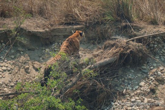 दक्षिण एसियामा वन्यजन्तु अपराध नियन्त्रणका लागि सहकार्य बलियो बनाउने प्रतिबद्धता