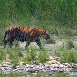 मानव-बाघ द्वन्द्व न्यूनीकरण अबको आवश्यकता, 'बाघको संख्या धेरै भयो भन्न मिल्दैन'