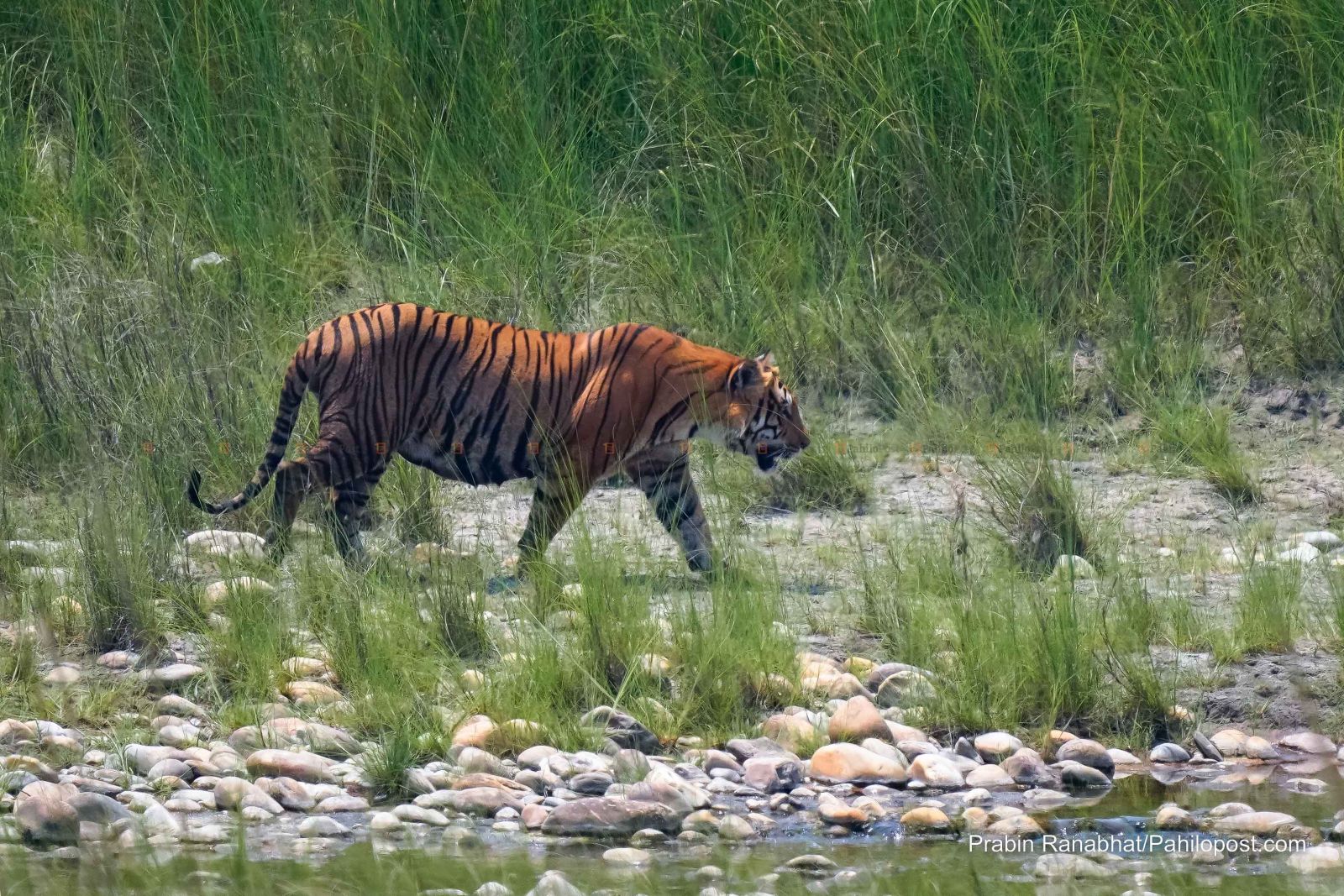 मानव-बाघ द्वन्द्व न्यूनीकरण अबको आवश्यकता, ‘बाघको संख्या धेरै भयो भन्न मिल्दैन’ मानव-बाघ द्वन्द्व न्यूनीकरण अबको आवश्यकता, ‘बाघको संख्या धेरै भयो भन्न मिल्दैन’