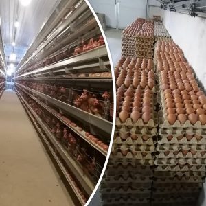 अण्डाको मूल्य हालसम्मकै उच्च : एक्सएल अण्डा प्रति क्रेट ६०५ पुग्यो, अन्यको कति छ?