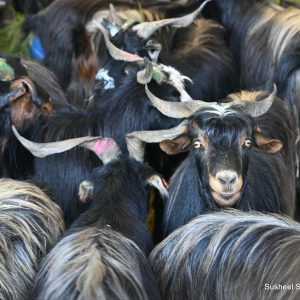 दसैंका लागि कलंकी आइपुगे ७०० भन्दा बढी च्याङ्ग्रा, खसीबोकाको मूल्य बढ्यो