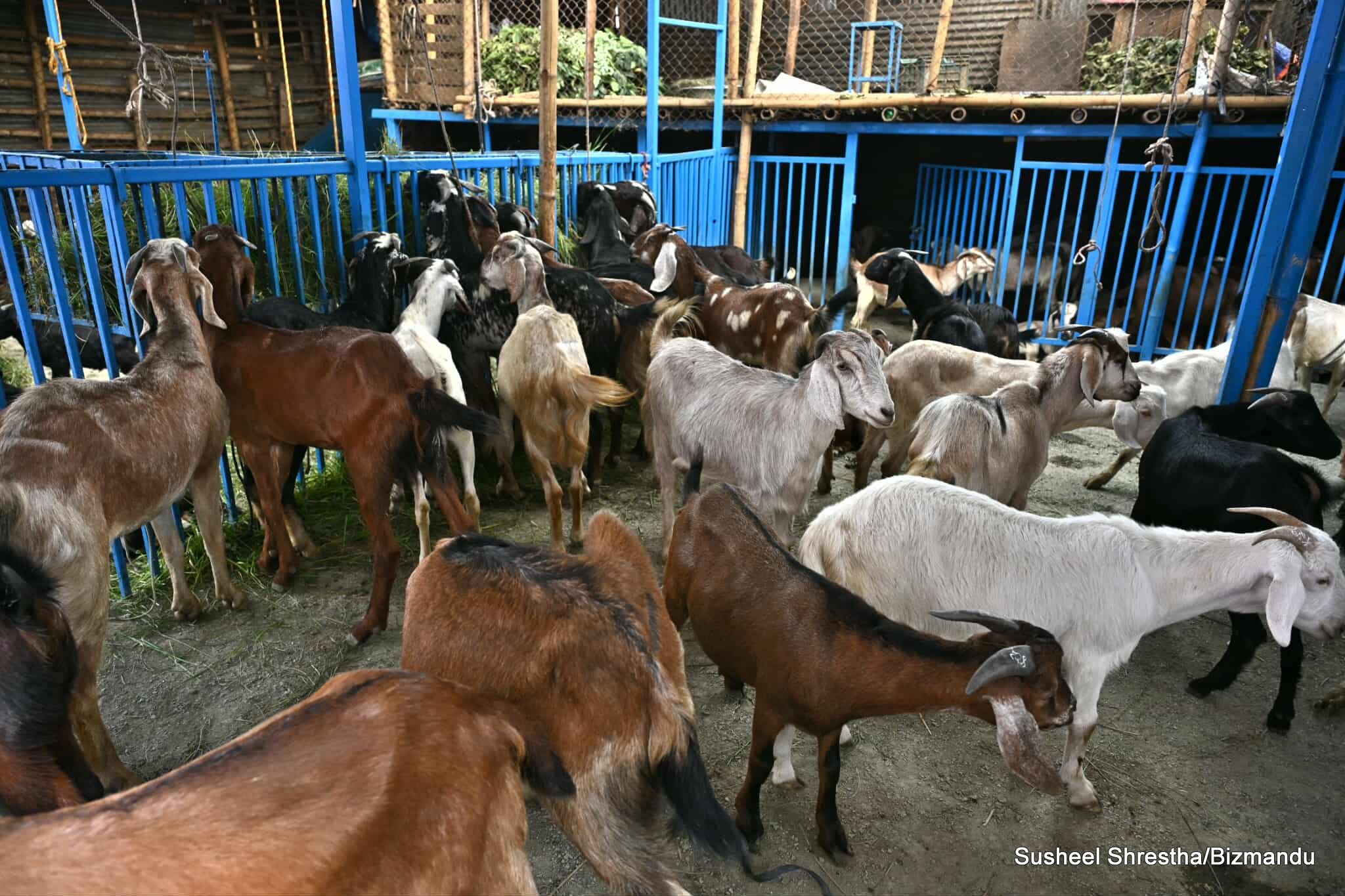 खाद्य कम्पनीले यो वर्ष पनि खसी बोका र च्याङ्ग्रा नबेच्ने, किन उठायो हात?
