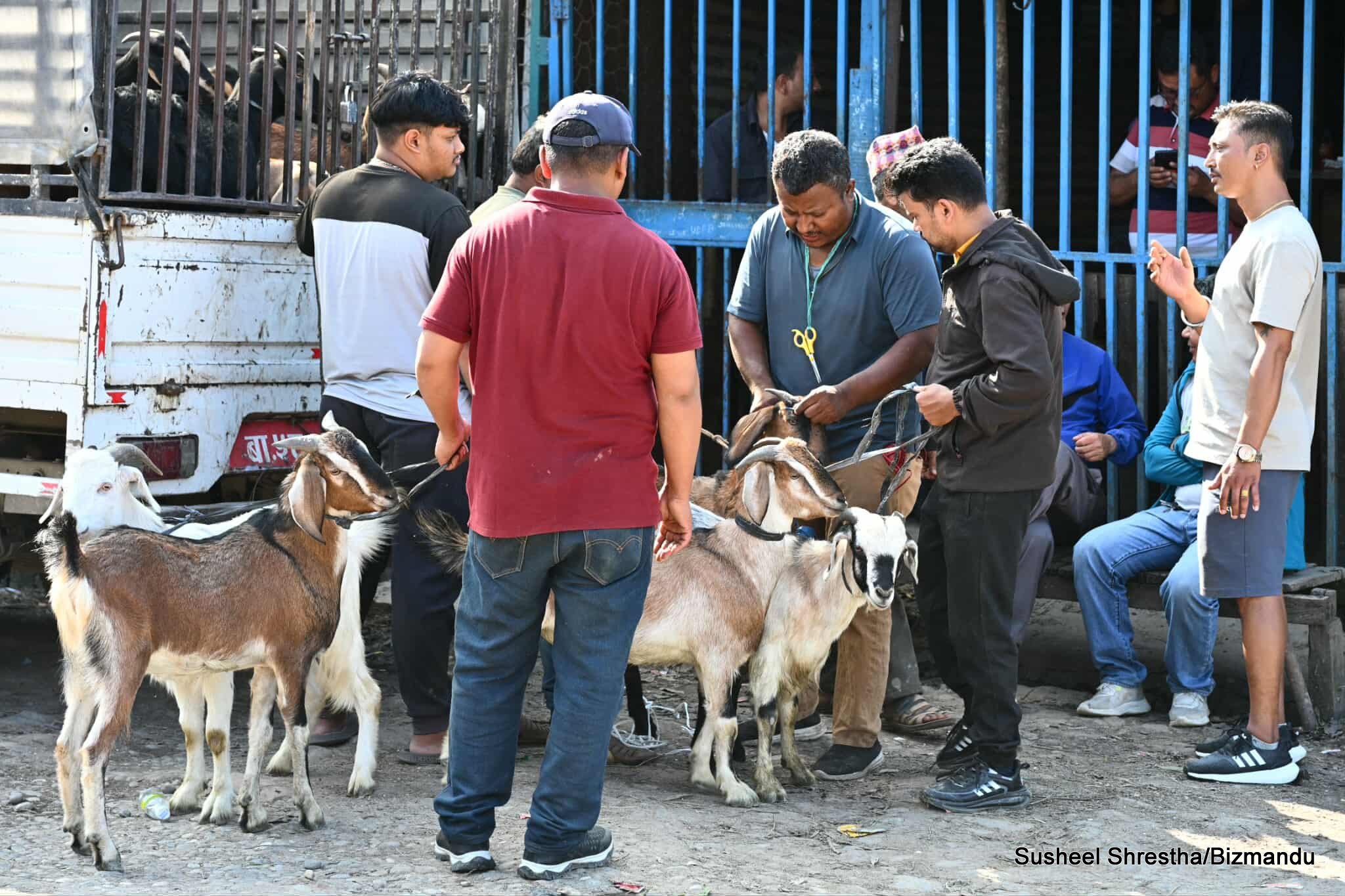 बर्ड फ्लुको मौका छोप्दै खसी व्यापारी, मासुको मूल्य किलोमै ४०० रुपैयाँसम्म वृद्धि