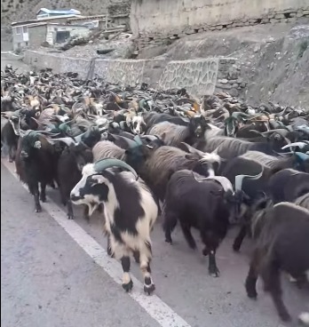 च्याङ्ग्राको भाउ यसपालि नबढ्ने, व्यापारी भन्छन्- प्रति केजी १२०० भन्दा माथि पुग्दैन